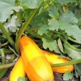 Koliko dugo se sveže tikvice drže u frižideru?